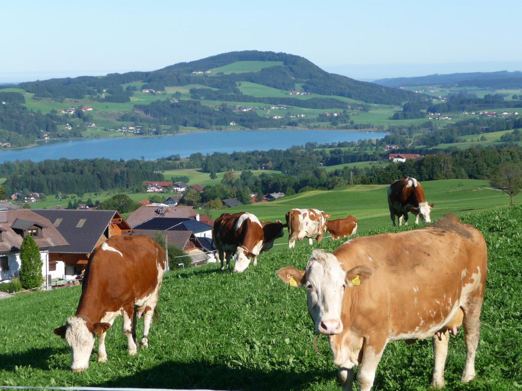 Familienferienhof Stabauer Zell am Moos Εξωτερικό φωτογραφία